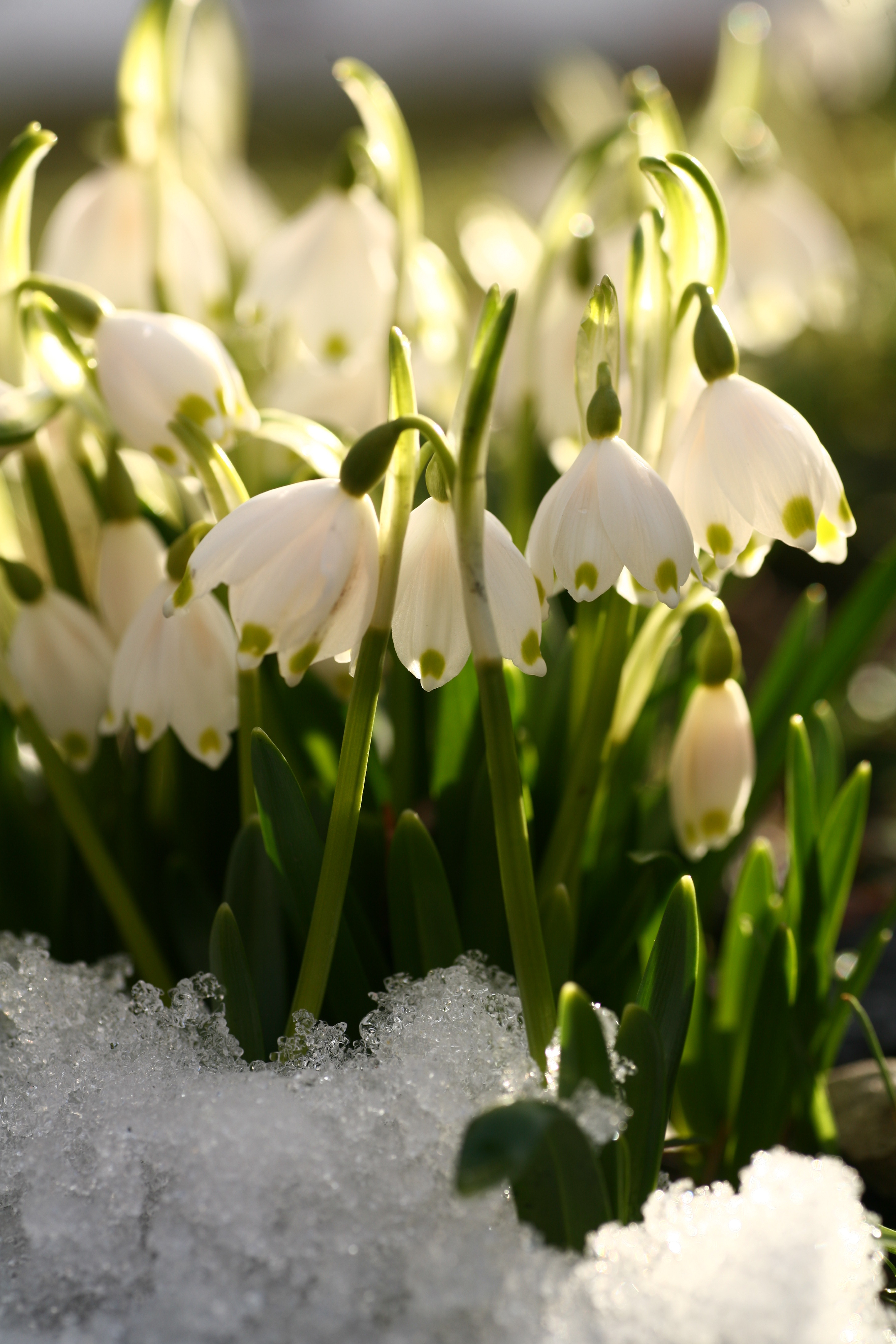 spring flowers