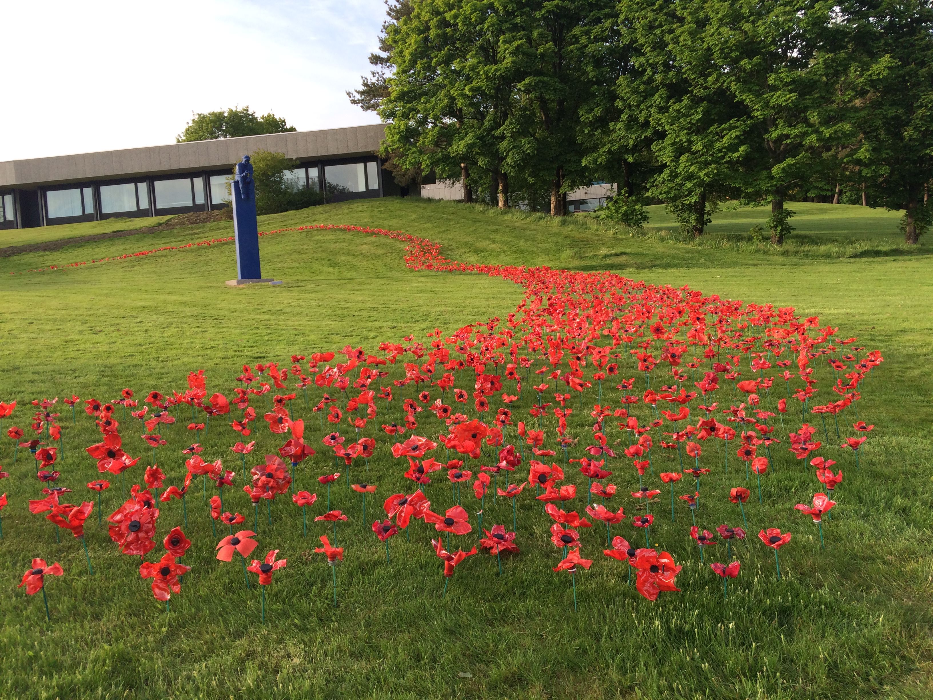 poppies